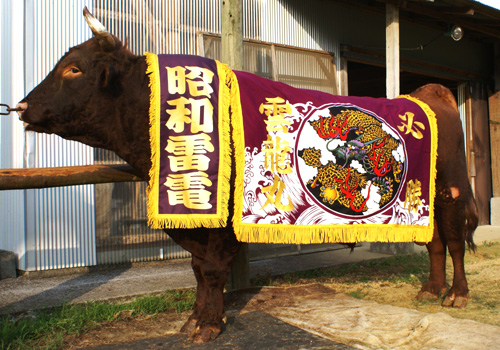 兵庫県の橋本様の化粧まわし